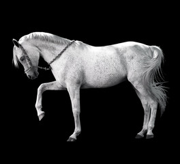 Obraz na płótnie Canvas caballo