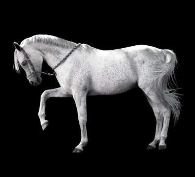 caballo