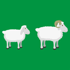 Sheep and ram