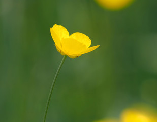 Scharfer Hahnenfuß