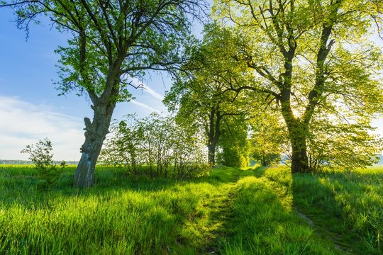 Beautiful alley of trees on old forgotten sandy road