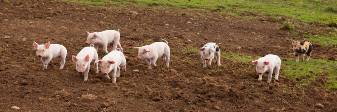 Young cute baby piglets running to camera panoramic view