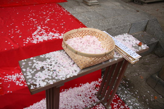 Sakura petals gathered for a ceremony in japanese shinto shrine