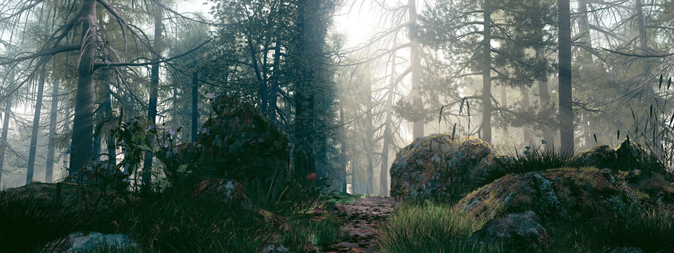 Un matin dans la for&ecirc;t