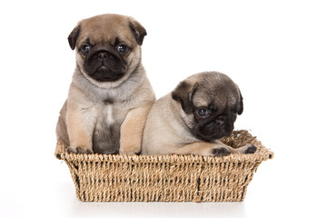 Two pug puppy sitting in a basket, and looking at the camera