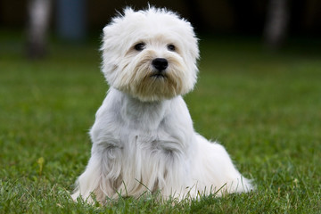 Terrier puppy sitting on the green grass
