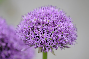 Bilder und Videos suchen zwiebelgewächs