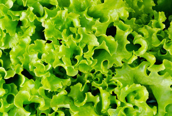 fresh  lettuce leaves on background