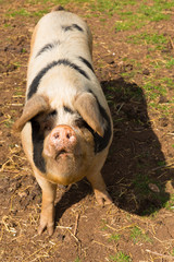 Pig with black spots inquisitive and questioning  - obrazy, fototapety, plakaty