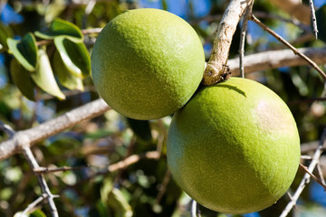 Close up of a not yet ripe orange.