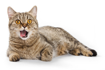 British cat licks his lips and looking at the camera (isolated o