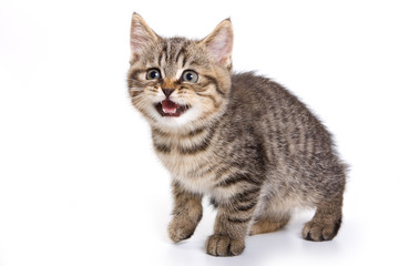 British tabby kitten meowing