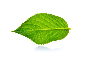 Fototapeta premium Green leaf on white background