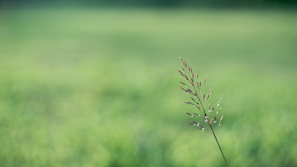 Grain Weed in the Wild