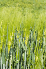 Green ear of barley (Hordeum L.)