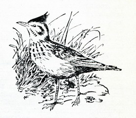 Crested lark (Galerida cristata)