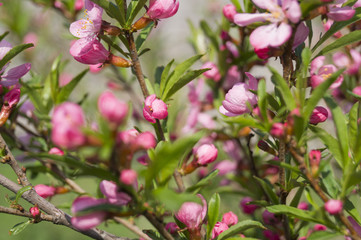 Obraz na płótnie Canvas Blossoming almond.