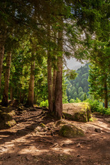 pine trees in mountain forest. Sunny summer day.