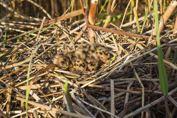 Bird's nest in natural habitat.