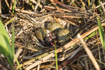 Bird's nest in natural habitat. 