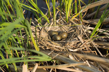 Bird's nest in natural habitat. 