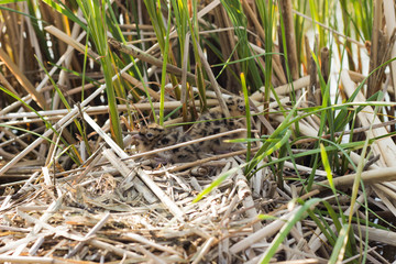 Bird's nest in natural habitat. 