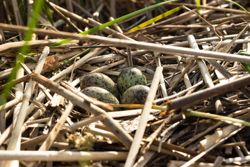 Bird's nest in natural habitat. 