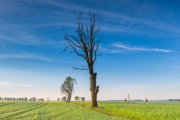 Morning over green field with dead tree