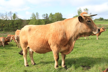 Aubrac 2015
