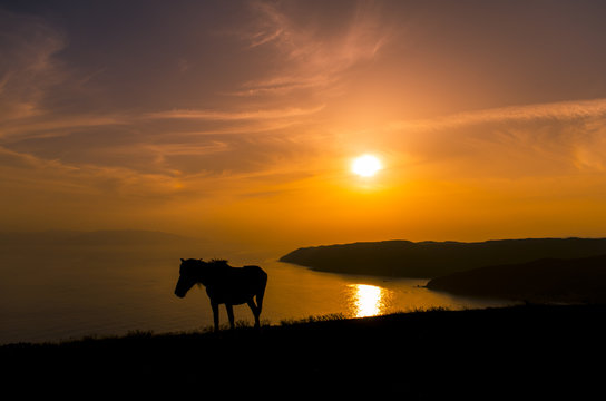 馬と夕陽