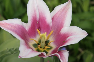 Fototapeta premium Lily pink flower in a garden