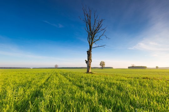 Morning over green field with dead tree © milosz_g