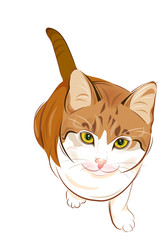 portrait of charming ginger cat - 83367002