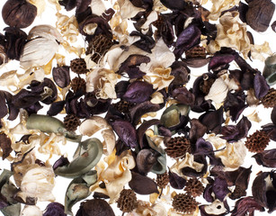 dried flowers on a white background- Stock image