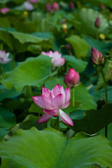 Lotus flower and Lotus flower plants