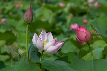 Obraz premium Lotus flower and Lotus flower plants