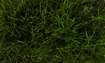 Grass background texture - Stock image