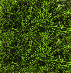 Grass background texture - Stock image