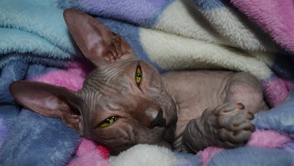 don Sphynx