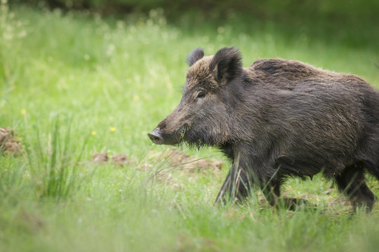 Wild boar in spring, running