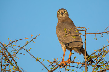 Beautiful dark chanting goshawk female sit on perch