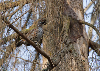 Hazel grouse on the branch