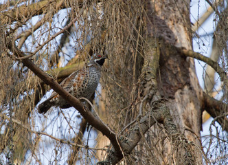 Hazel grouse on the branch