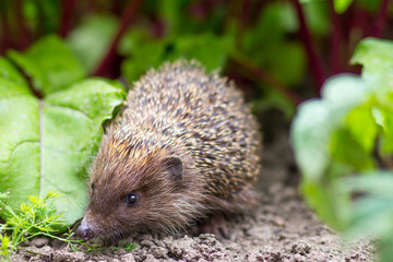 hedgehog