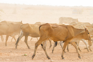 Herdsman Shepherd Cattle at Roadside in MuiNe Vietnam