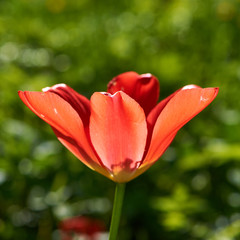 Single tulip on meadow