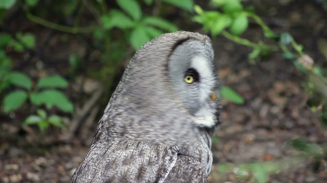 The Great grey owl (Strix nebulosa) Close-Up