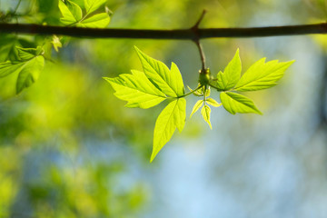 Green leaves background