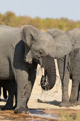 Fototapeta premium Elephant drinking and splashing water on dry and hot day