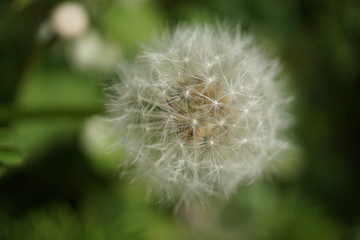dandelion